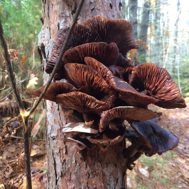A cluster of brown mushrooms growing on the side of a tree in a wooded area.
