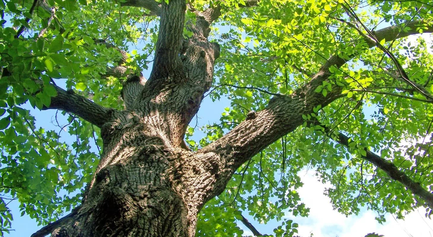 A close-up view of a large tree trunk with green leaves against a bright blue sky.
