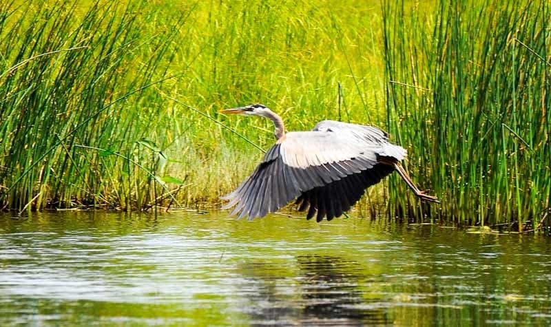 A heron flying over a calm water surface surrounded by tall green grasses.