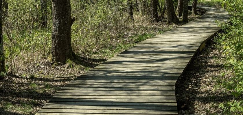 Wooden boardwalk winding through a forested area.