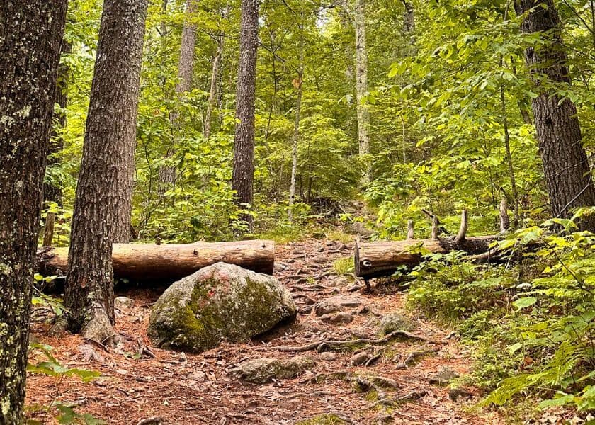 A rocky path winds through a lush, wooded forest with tall trees and fallen logs.