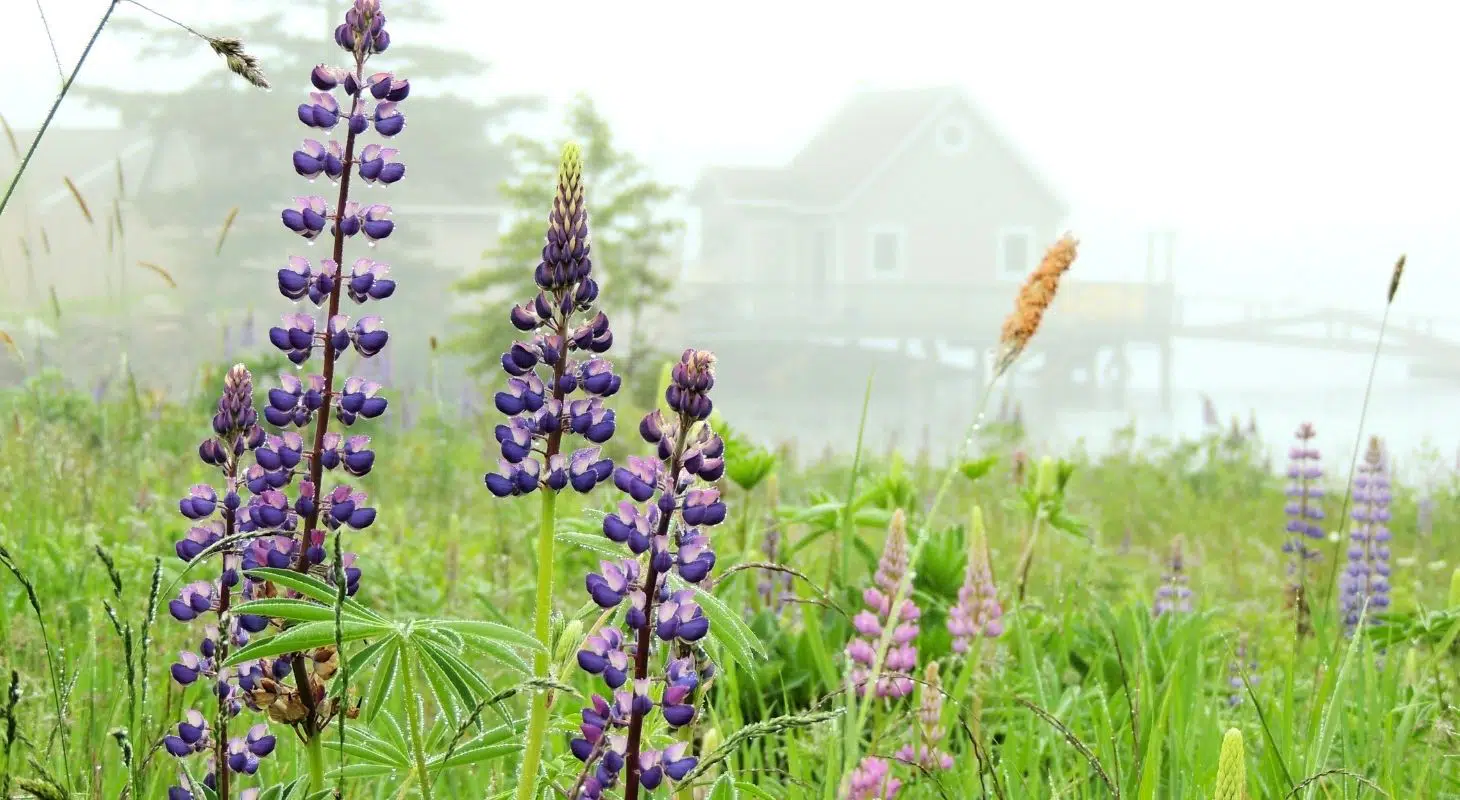 Purple lupine flowers in a misty landscape with a distant house.