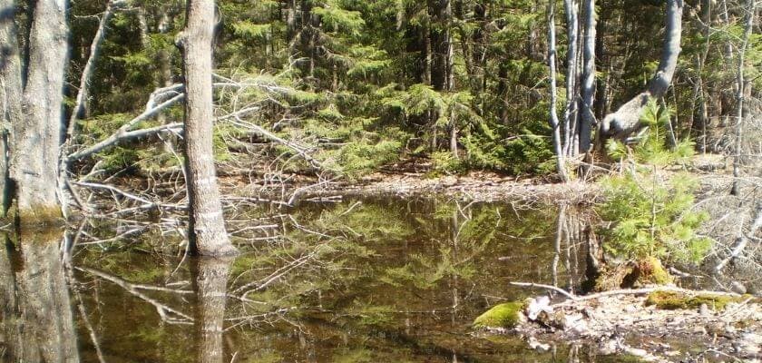 A serene forest landscape reflected in still water, surrounded by lush greenery and trees.