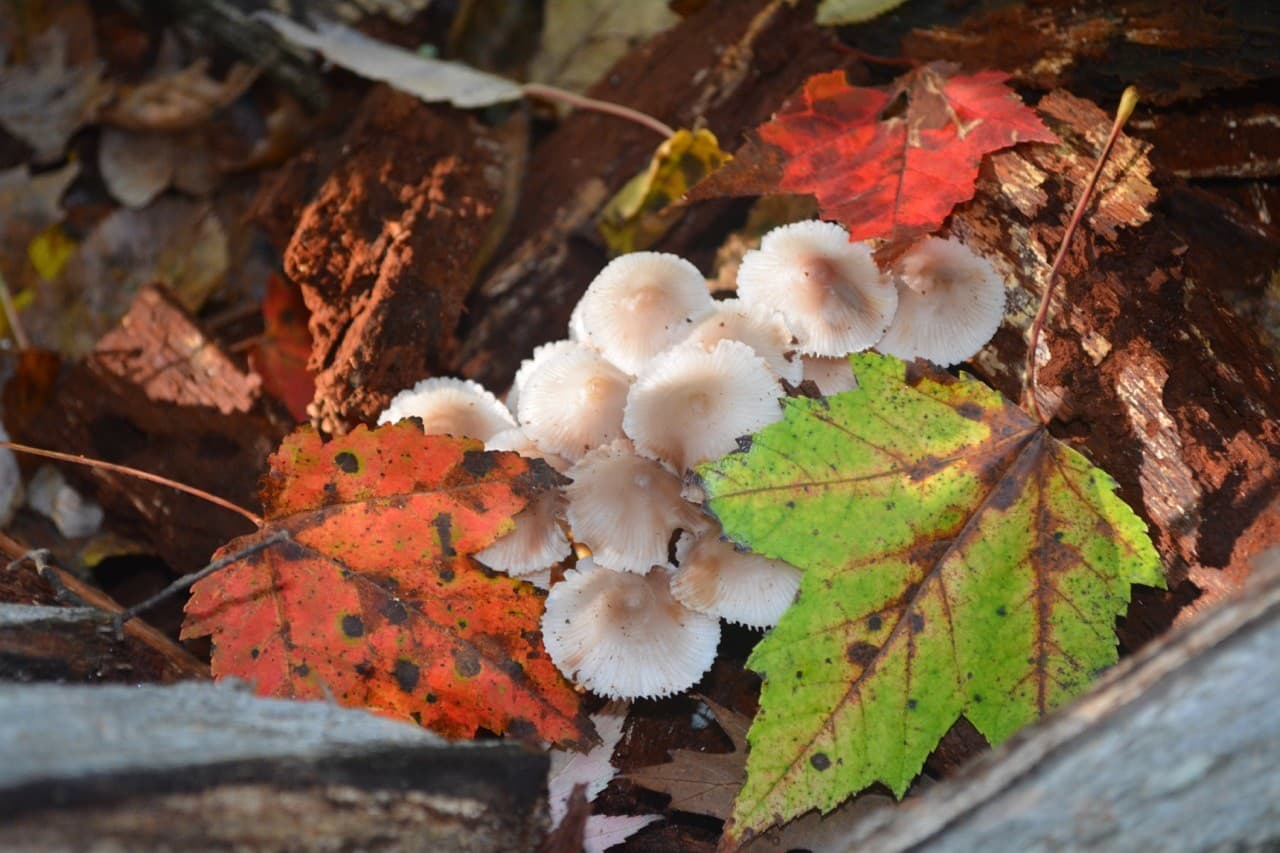 A cluster of pale mushrooms surrounded by colorful autumn leaves on the forest floor.