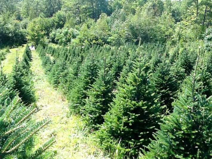 A lush, green Christmas tree farm with rows of densely planted evergreen trees.