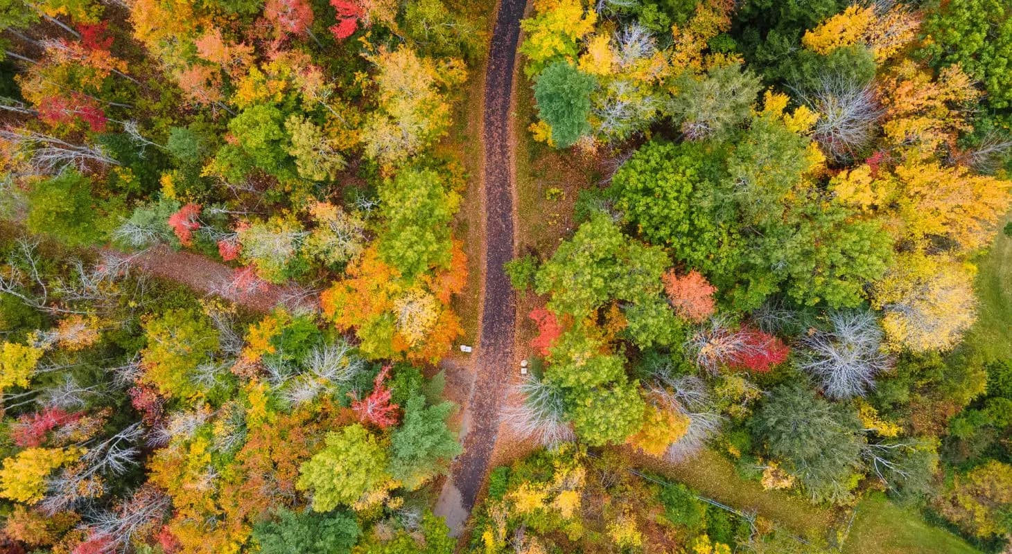 Aerial view of a winding path through a vibrant forest in autumn.