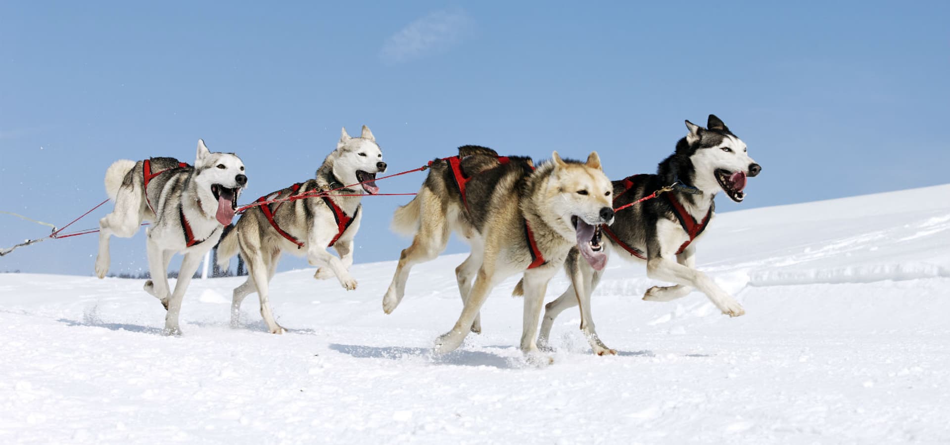 A team of sled dogs runs through the snow under a clear blue sky.