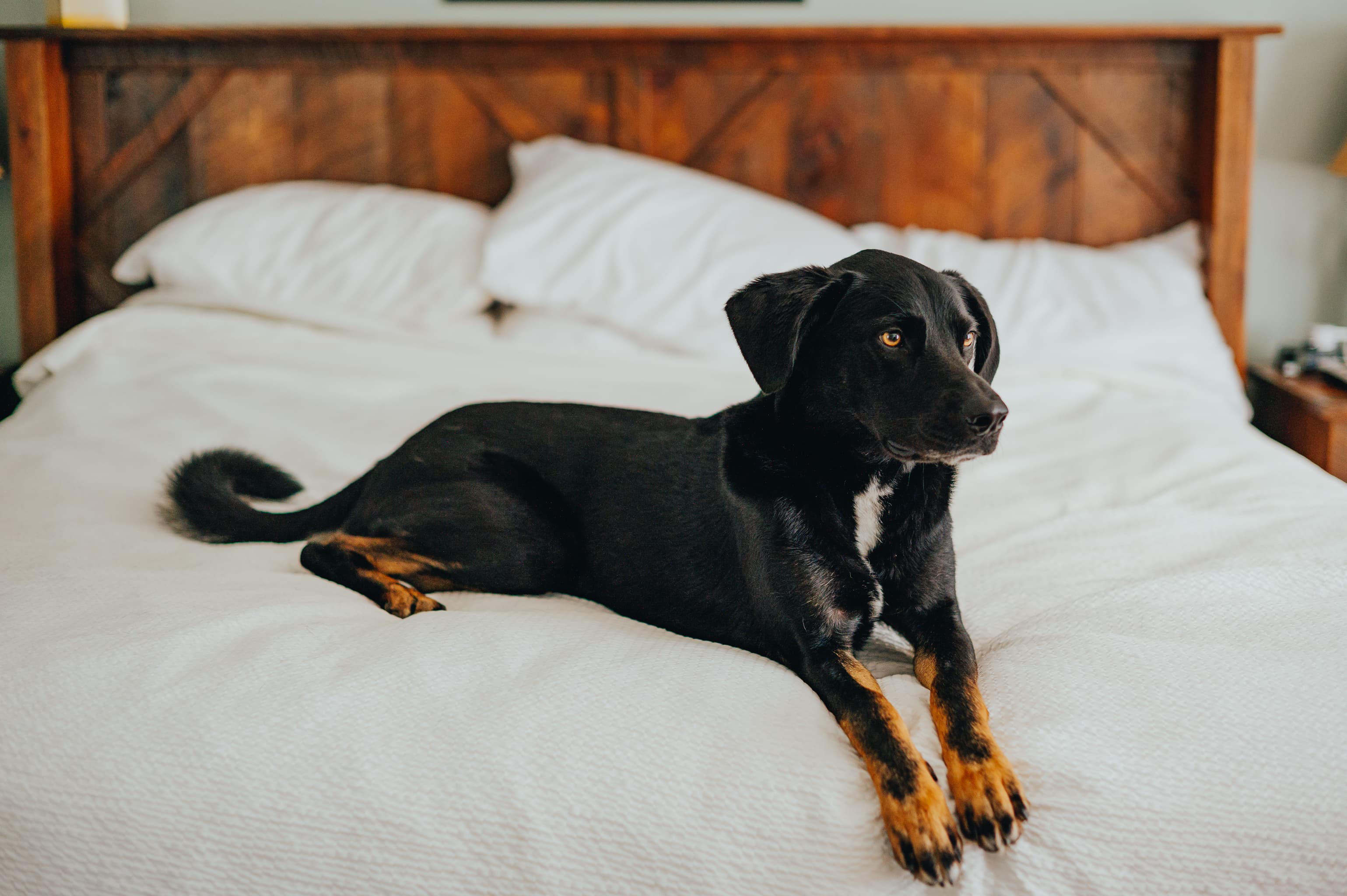 A black dog with tan paws lounges on a neatly made bed.