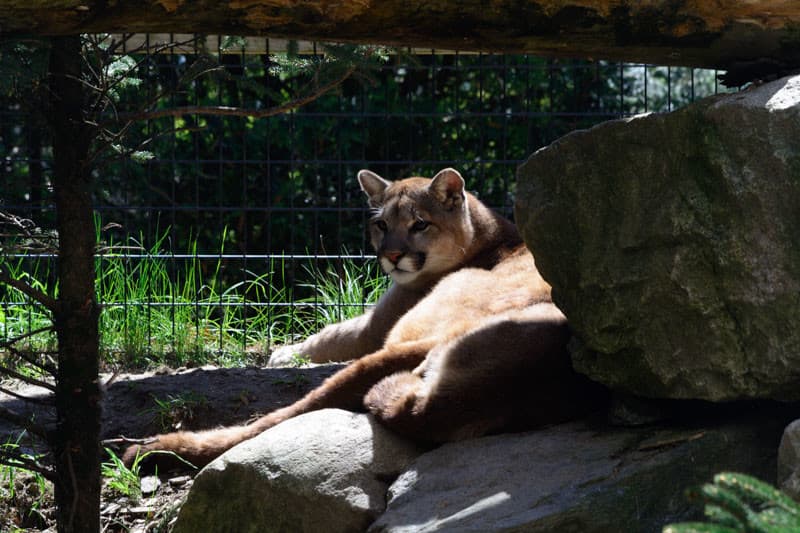 A mountain lion lounges on rocks in a sunlit enclosure.