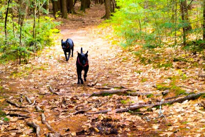 Two black dogs running along a leaf-covered forest path.