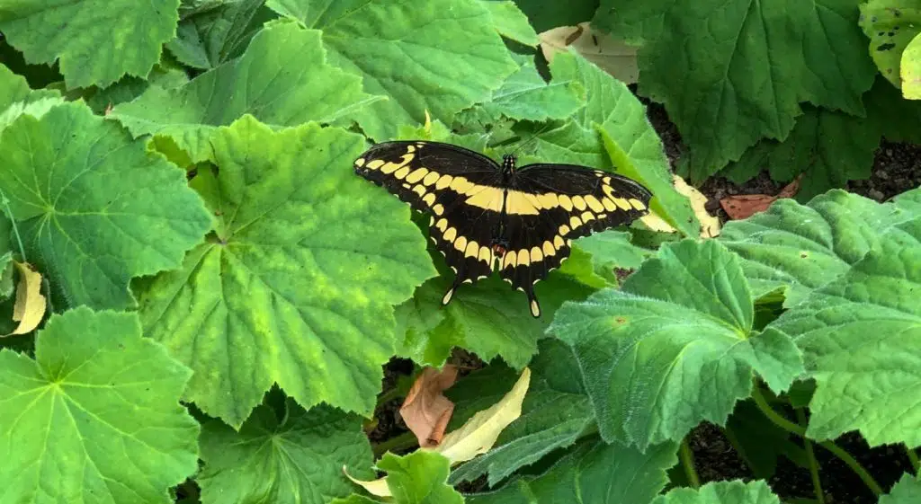 A black butterfly with yellow markings rests on vibrant green leaves.