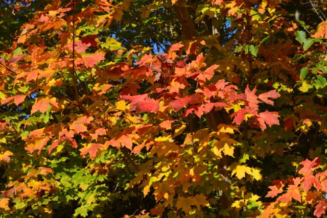 Vibrant autumn leaves in shades of red, orange, and green.