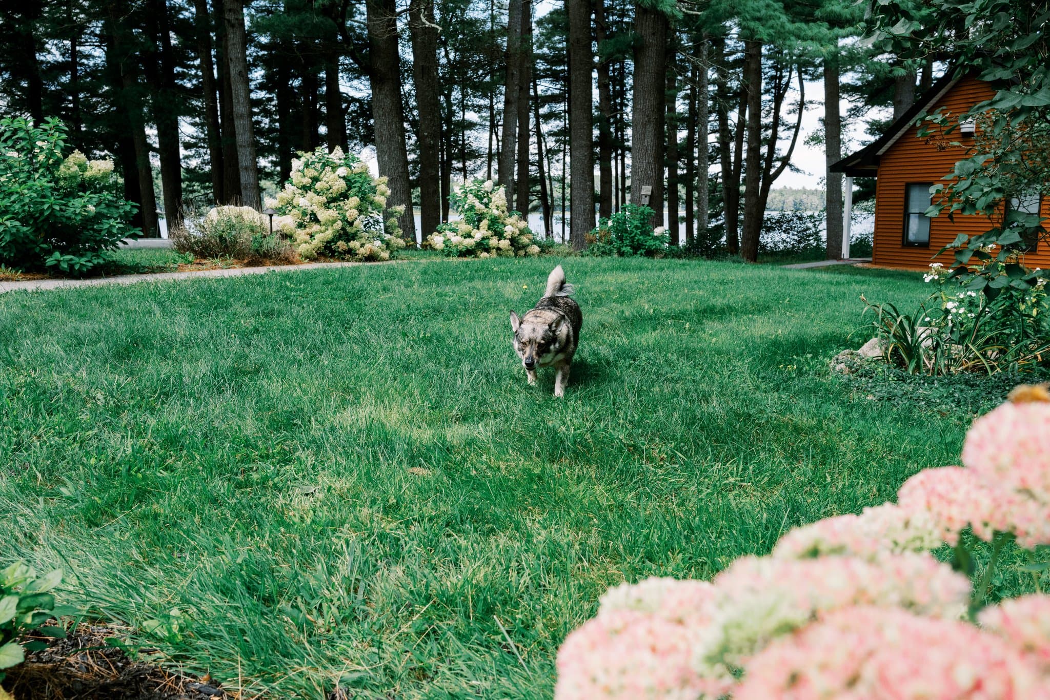 A dog walks through a lush green yard with flowering bushes and a brown house in the background.