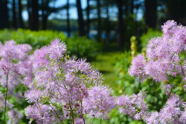 Pink flowering plants in a lush green garden with trees in the background.