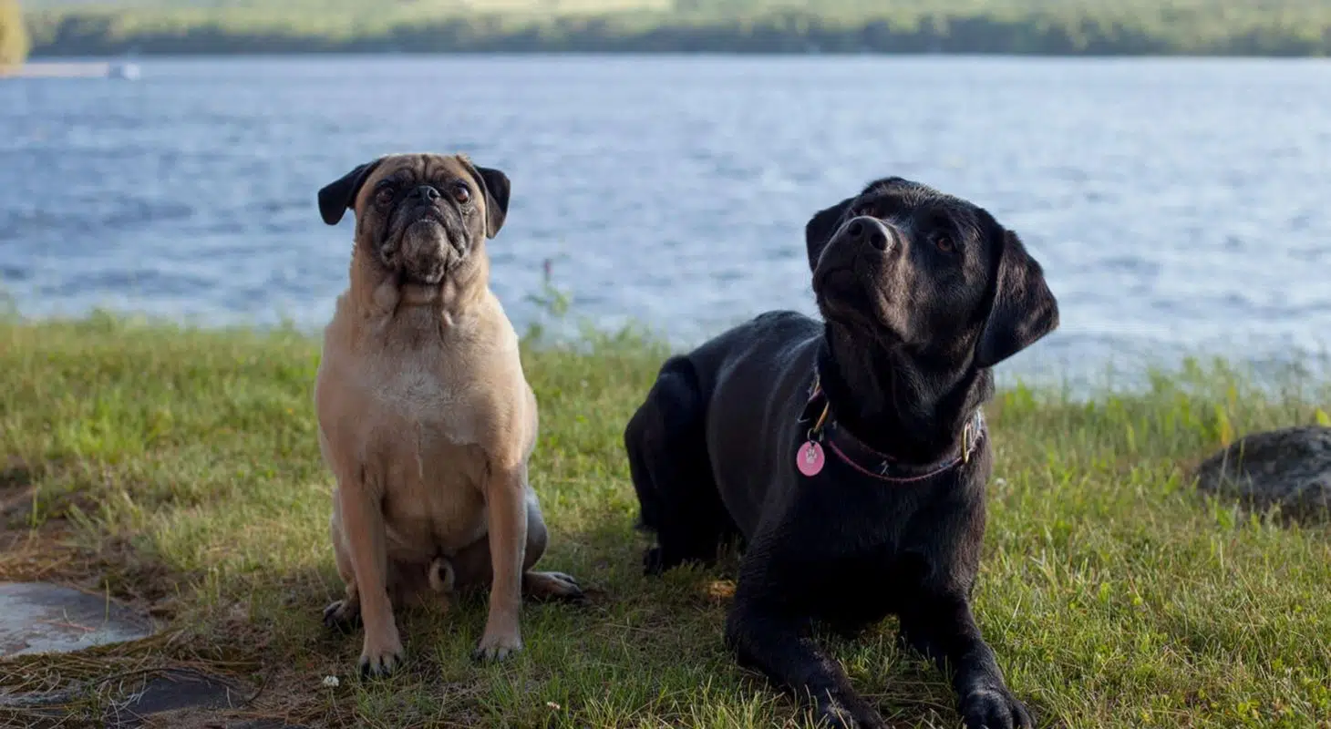 A pug and a black Labrador mix sit on the grass by a lake.