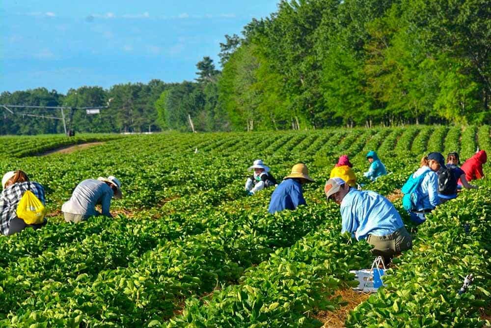 Farmers harvesting strawberries in a lush green field under a bright blue sky.