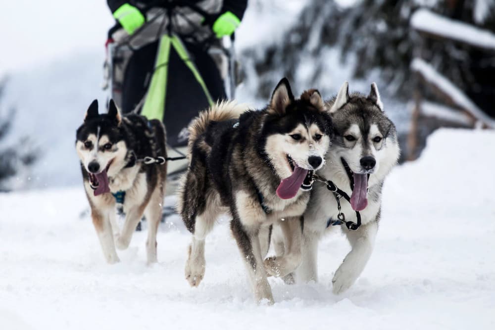 Three huskies run through the snow, pulling a sled behind them.