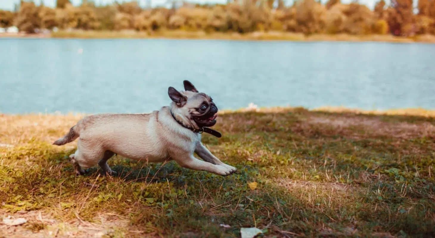 A pug joyfully runs along the grass by a lake.