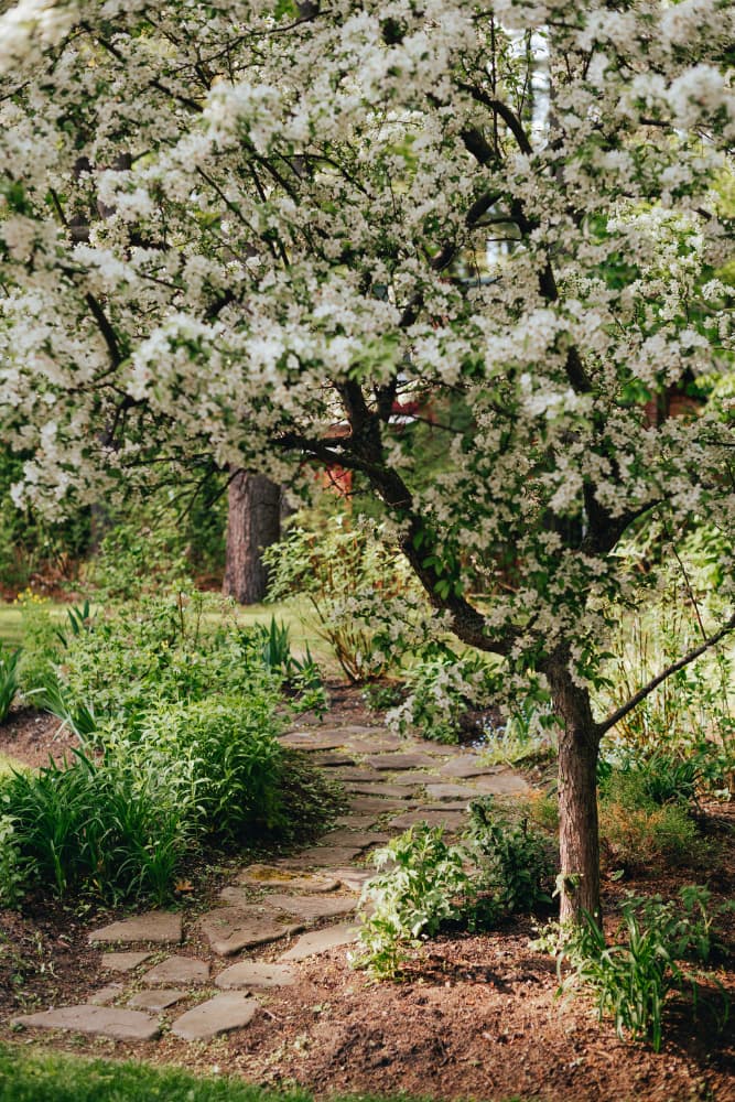 A flowering tree overhangs a stone pathway surrounded by greenery.