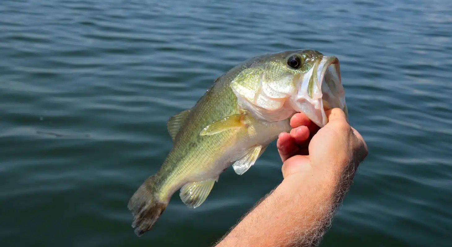 A person holds a large bass fish above a body of water. A person holds a large bass fish above a body of water.