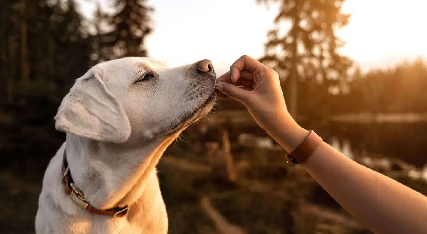 A person feeding a Labrador retriever treat at sunset near a lake.
