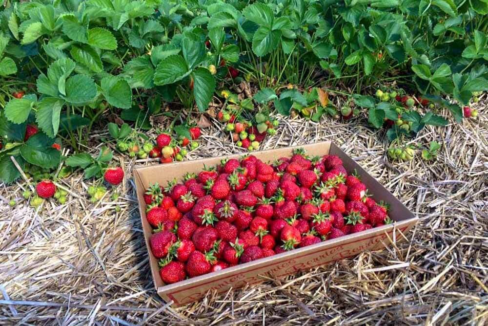 A crate filled with ripe red strawberries sits on the ground next to a strawberry plant.