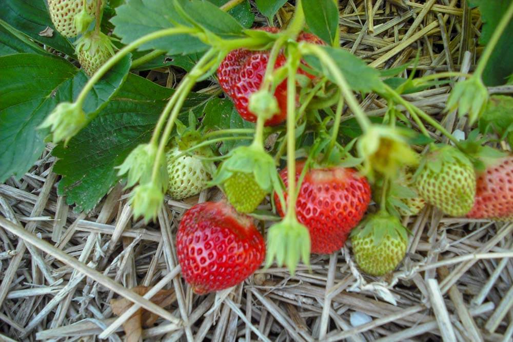Ripening strawberries on a green plant among straw.