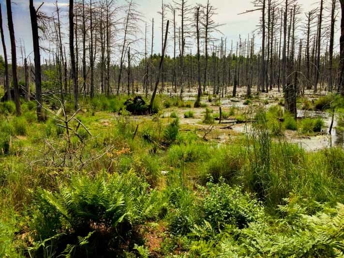 A serene wetland landscape with sparse dead trees and lush green vegetation.
