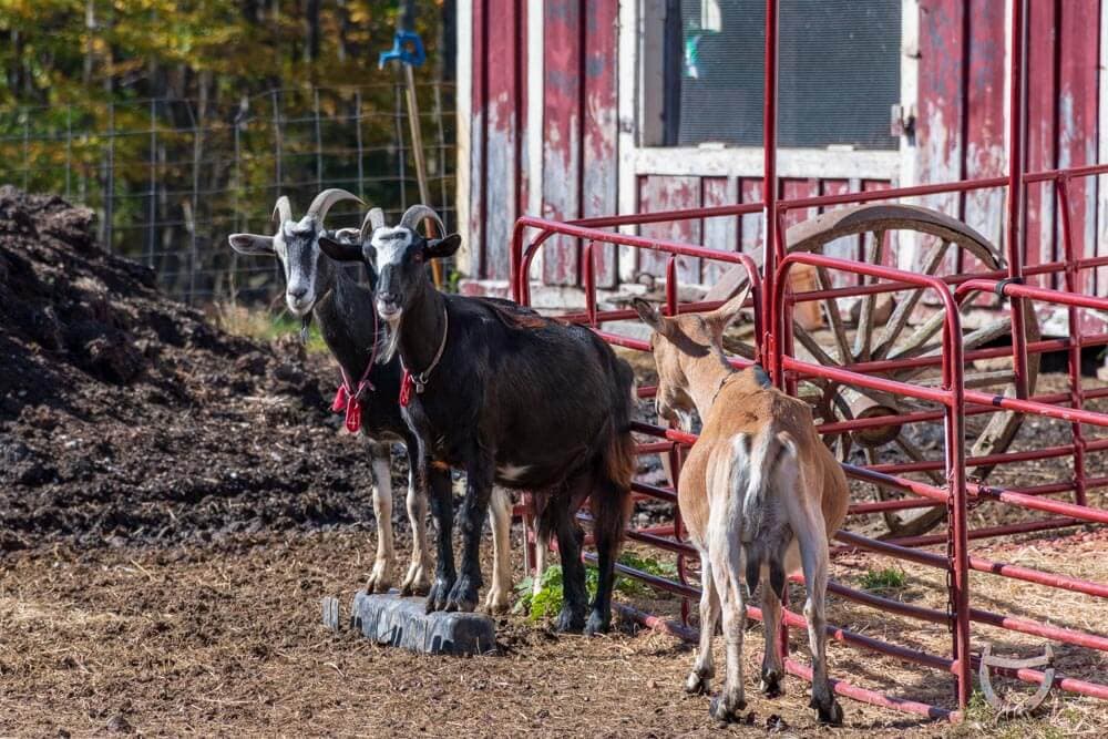 Two goats and a deer stand in a farmyard next to a red barn.