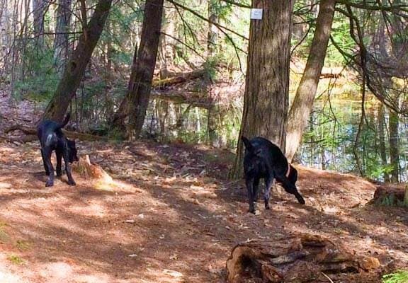 Two black dogs explore a sunlit woodland path near a calm water body.