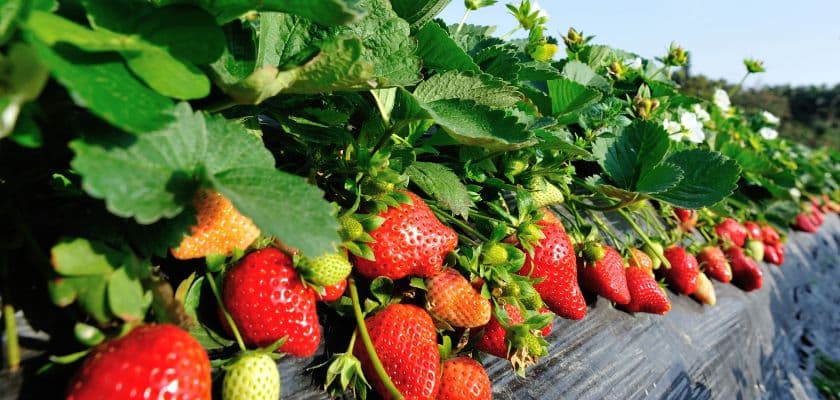 Row of strawberries on green plants under a clear blue sky.