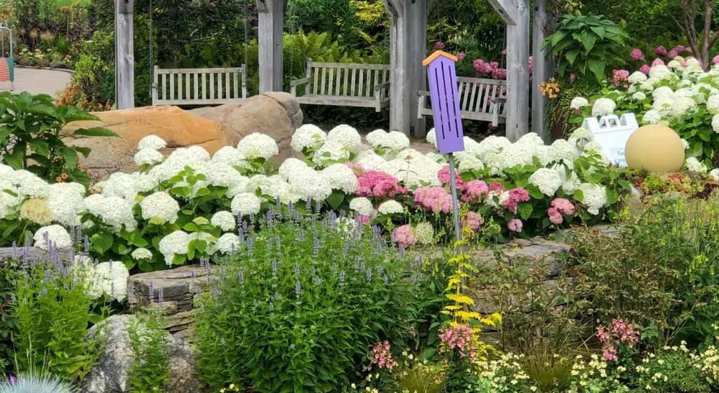 A vibrant flower garden featuring white and pink hydrangeas, with benches and decorative elements in the background.