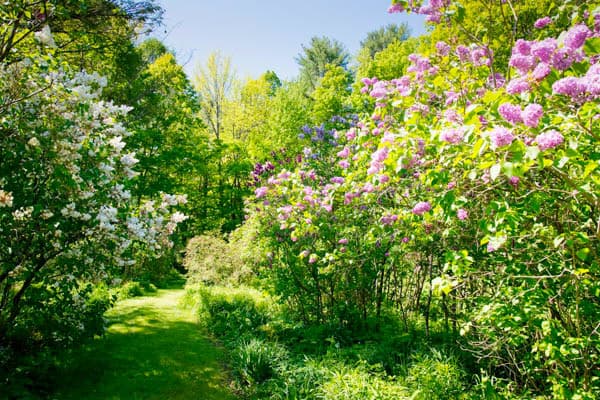 A sunlit path surrounded by blooming lilac and white flowers in a lush green forest.