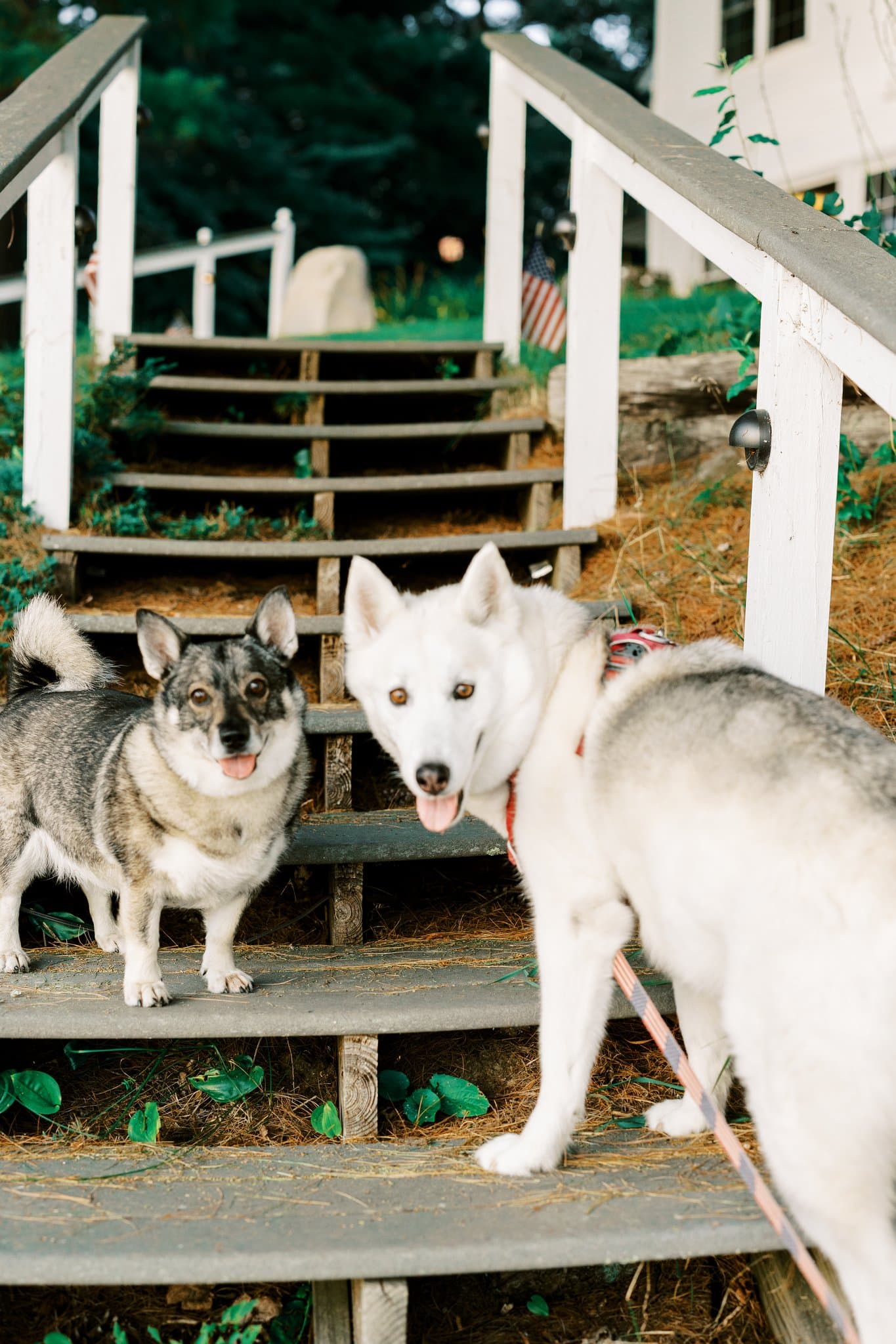 Two dogs, one gray and one white, stand on wooden steps with greenery in the background.