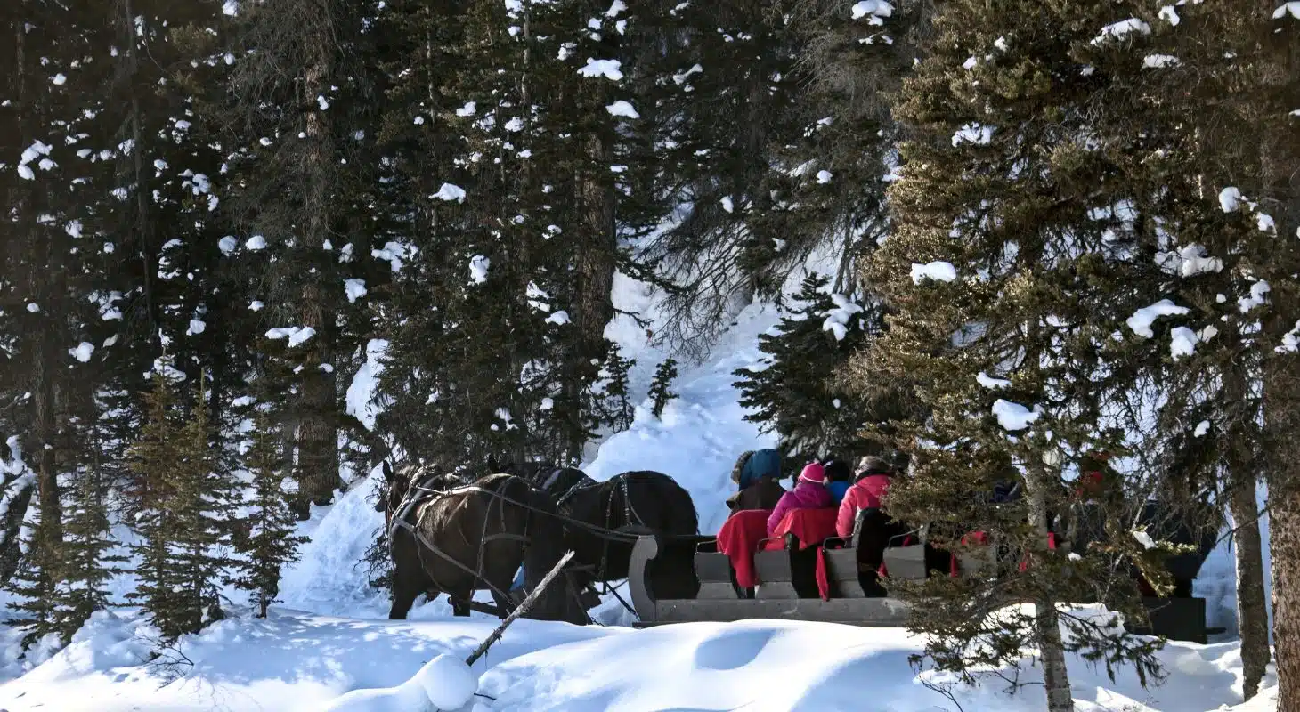 A horse-drawn sleigh carries passengers through a snowy forest.