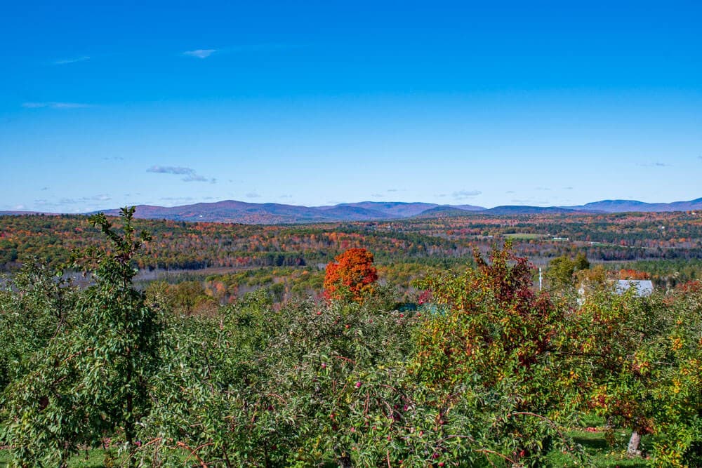 A panoramic view of an orchard with colorful autumn foliage and distant mountains under a clear blue sky.