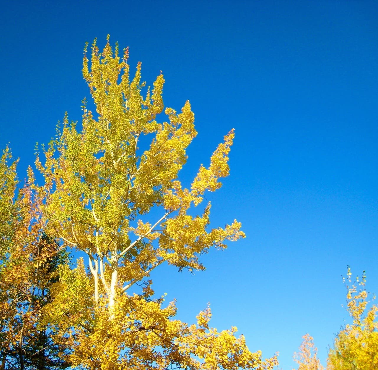 A tall tree with golden leaves against a clear blue sky.