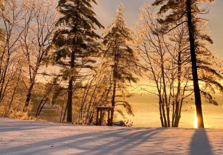 A serene winter scene with snow-covered ground and trees illuminated by a golden sunrise.