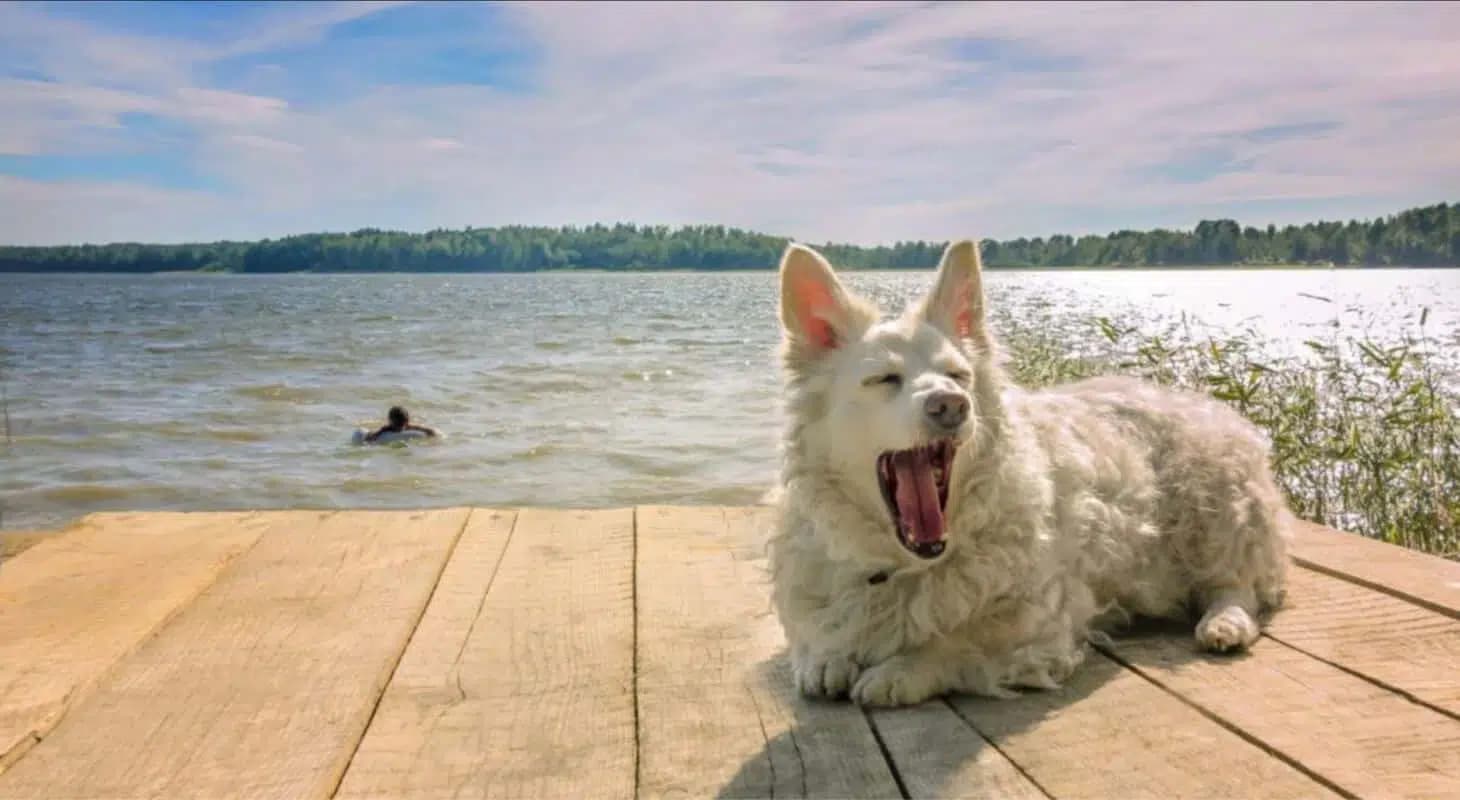 A fluffy white dog yawns on a dock by a lake while a person swims in the background.