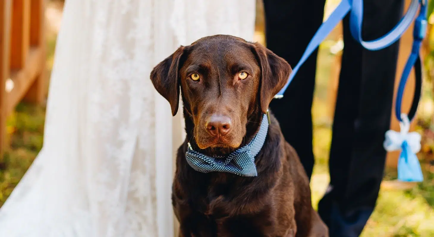 A brown dog wearing a blue bow tie stands between a couple in formal attire.
