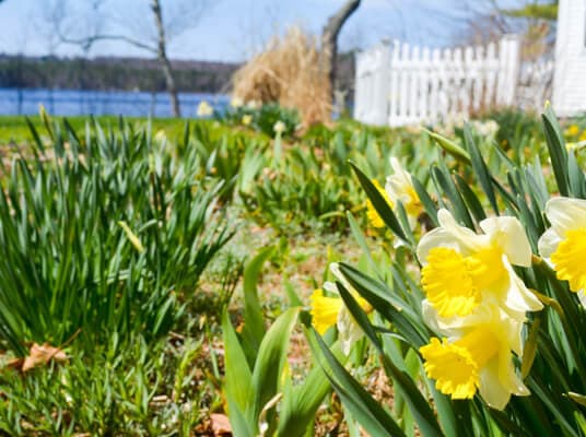 A close-up of yellow daffodils blooming in a garden by a lake, with a white fence in the background.