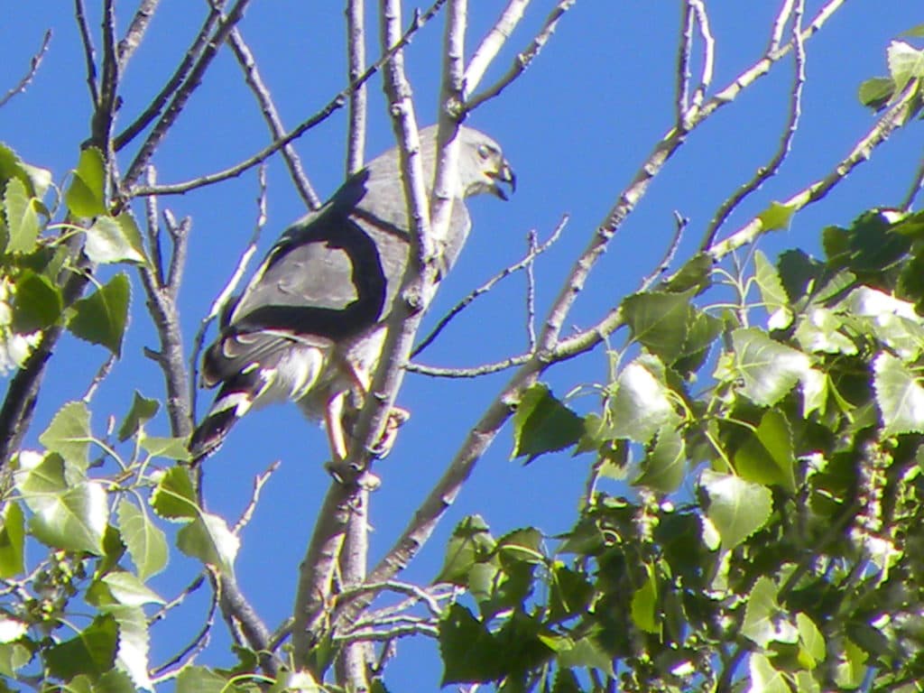 A hawk perched on a branch surrounded by green leaves against a blue sky.