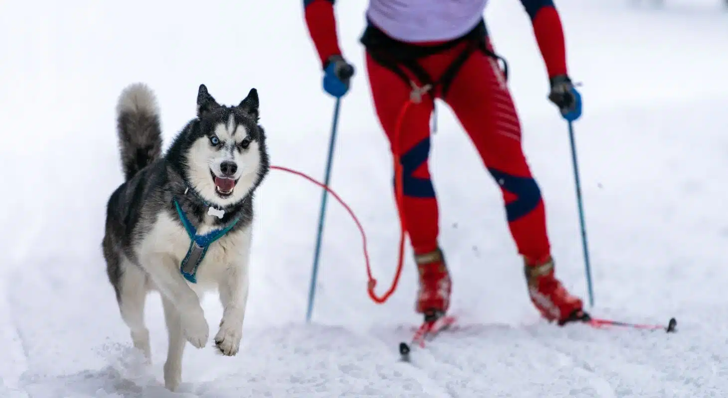 A husky runs energetically in the snow, pulling a skier behind. A husky runs energetically in the snow, pulling a skier behind.