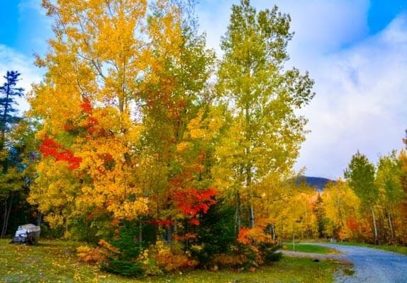 Vibrant autumn trees with yellow and red leaves lining a tranquil path.