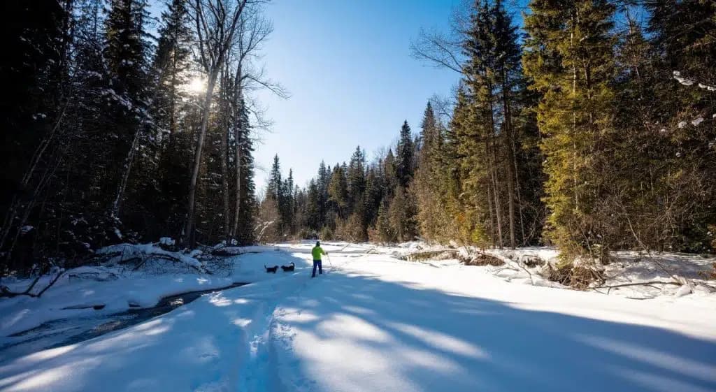 A person in a bright jacket walks through a snowy landscape bordered by tall trees.