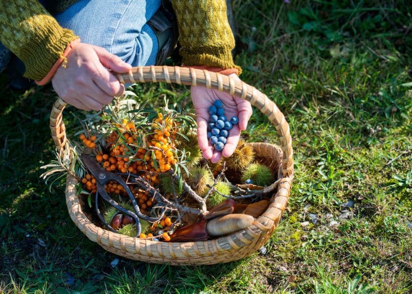 A person holds a handful of berries over a wicker basket filled with colorful foraged plants. A person holds a handful of berries over a wicker basket filled with colorful foraged plants.