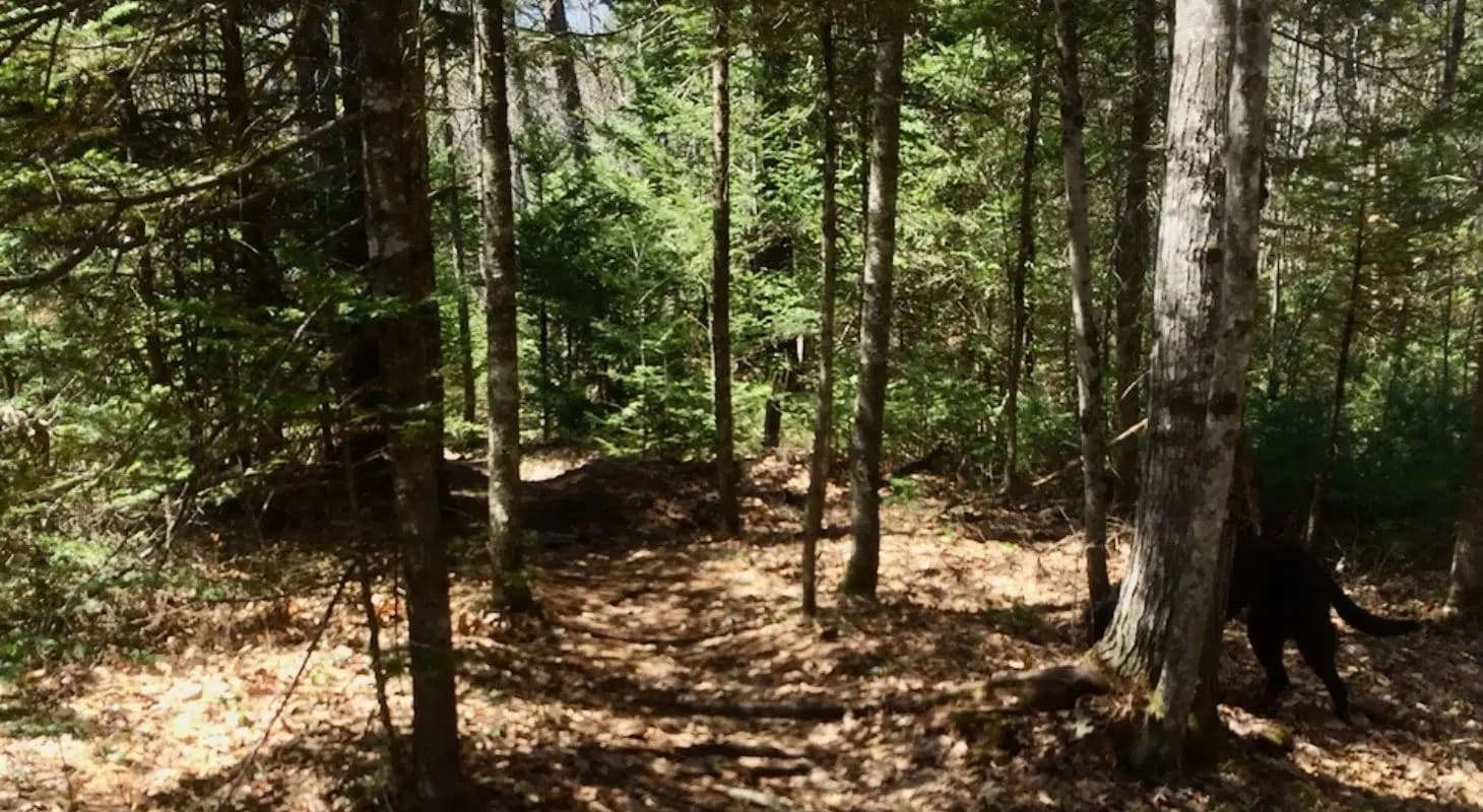A winding trail through a dense forest with trees and fallen leaves.