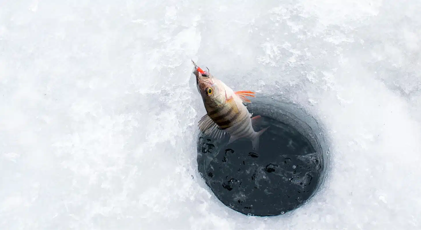 A striped fish is being pulled from a hole in the ice.