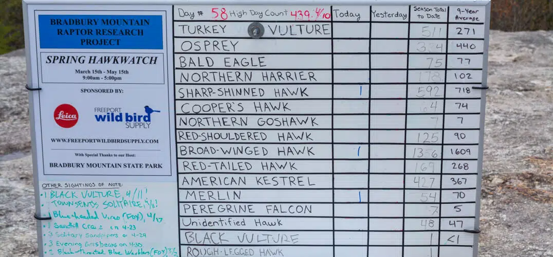 A whiteboard displaying daily counts of various raptor species observed at Braberry Mountain Hawkwatch, including Turkey Vulture, Osprey, and Bald Eagle.