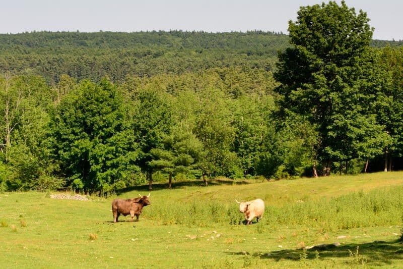 Two cows graze in a lush green field surrounded by trees.